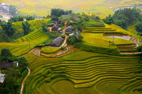 Krásné rýžové pole — Stock fotografie