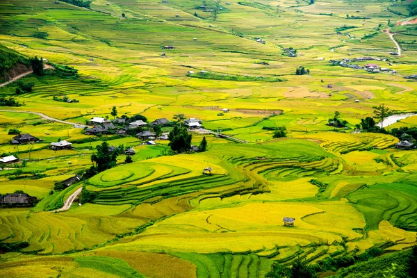 Hermoso campo de arroz en terrazas — Foto de Stock