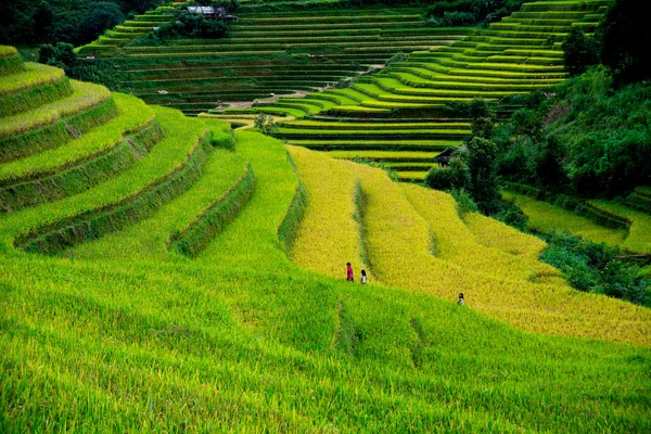 Hermoso campo de arroz en terrazas — Foto de Stock