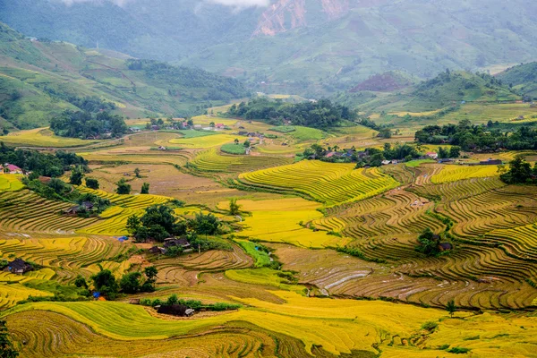 Hermoso campo de arroz — Foto de Stock