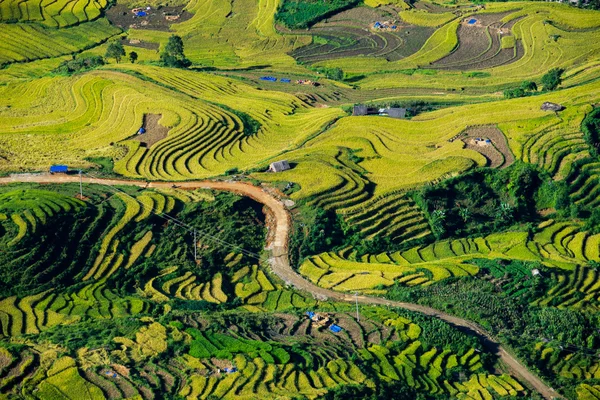 Mooie rijst veld — Stockfoto