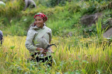 Kadın iş teraslı pirinç alanında