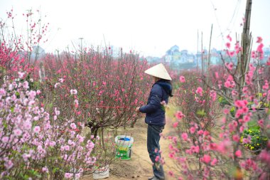 Çiftçi şeftali ağaçları dikkat çekmek