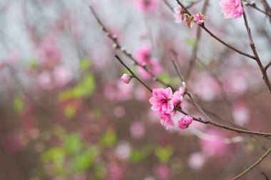 Bahçede şeftali çiçekleri