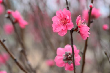 Bahçede şeftali çiçekleri