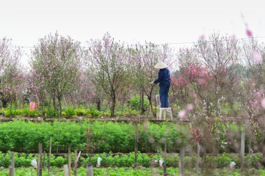 Çiftçi şeftali ağaçları dikkat çekmek