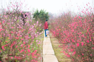 Çiftçi şeftali ağaçları dikkat çekmek