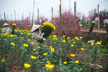 Çiftçiler bahçesinde şeftali ağacı Bakımı