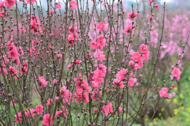 Bahçede şeftali çiçekleri