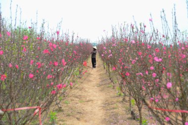 Çiftçi şeftali ağaçları dikkat çekmek