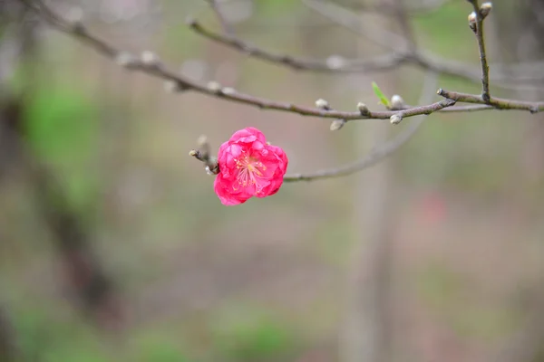 Flor de cerezo en rama — Foto de Stock