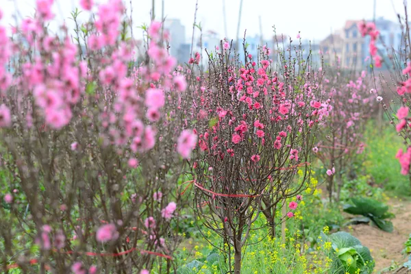 Flores de melocotón en el jardín —  Fotos de Stock