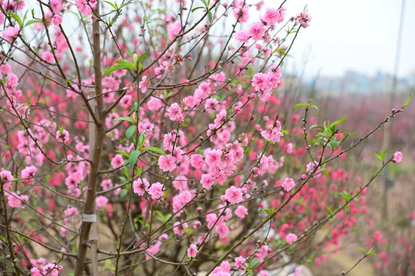 Peach flowers in garden — Stock Photo, Image