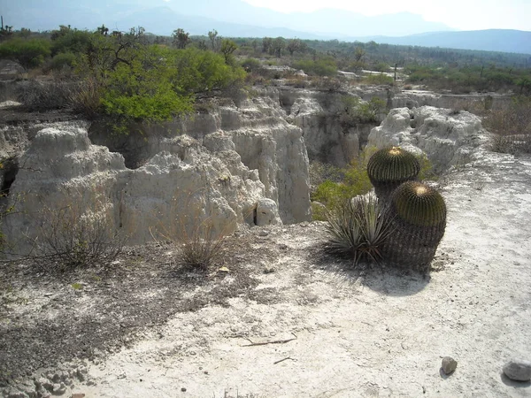 Limestones Cretaceous Period Reserve San Juan Raya Mexico — 스톡 사진