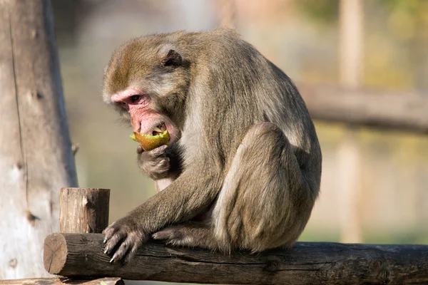 Macacos japoneses comendo alimentos — Fotografia de Stock