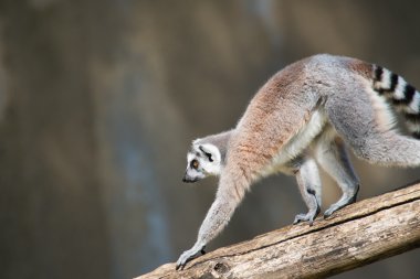Halka Kuyruklu Lemur