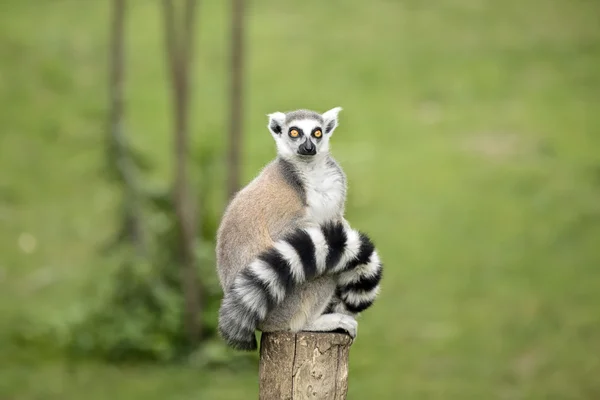 Lemur sentado en un tronco — Foto de Stock