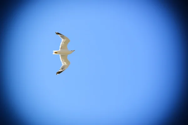 Gaivota voadora — Fotografia de Stock