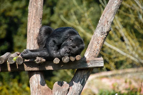 Sleeping Ape — Stock Photo, Image
