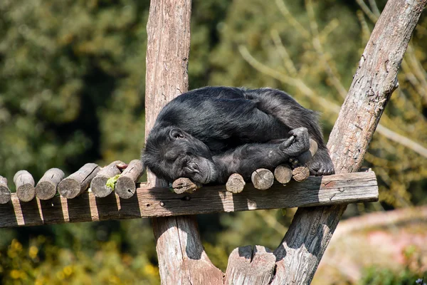 Sleeping Ape — Stock Photo, Image
