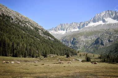 Landscape in Trentino Italy