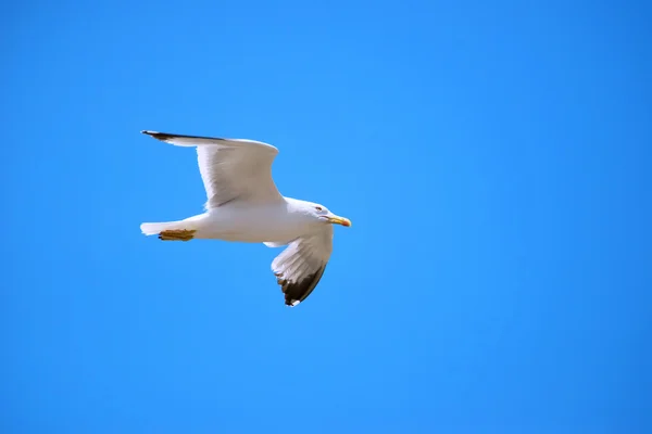 Gaivota voadora — Fotografia de Stock