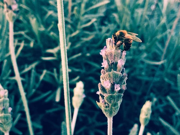 Včela Nad Rostlinou — Stock fotografie