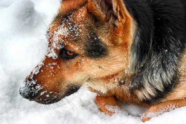 Alman çoban köpeği