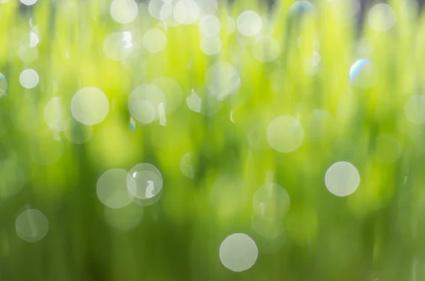 Bokeh grünes Gras Hintergrund — Stockfoto