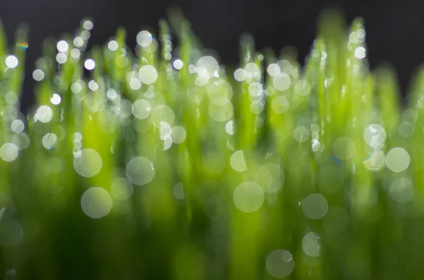 Bokeh grünes Gras Hintergrund — Stockfoto