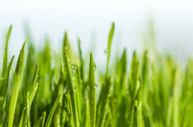 Yeşil çimlerin üzerindeki çiy tanesi