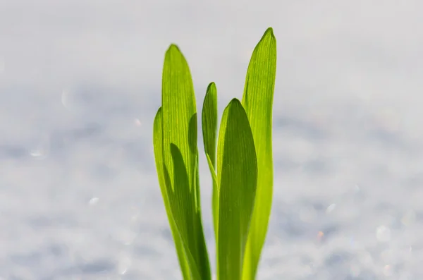 Βλαστάρι του πράσινο γρασίδι — Φωτογραφία Αρχείου