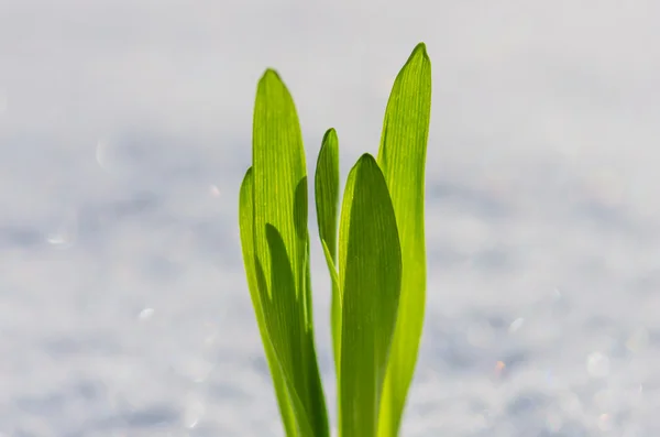 Brote de hierba verde — Foto de Stock