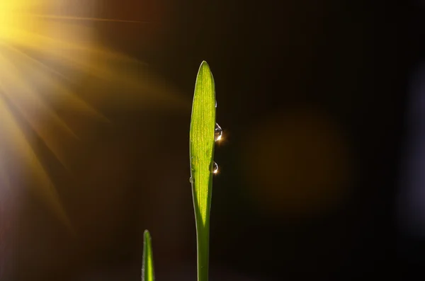 Росток зеленой травы — стоковое фото
