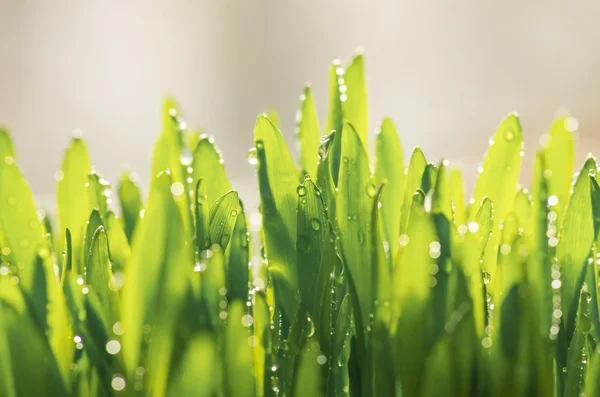 Tau auf dem grünen Gras — Stockfoto