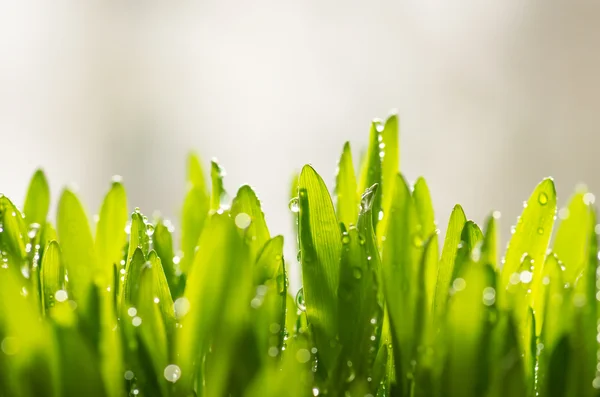 Tau auf dem grünen Gras — Stockfoto