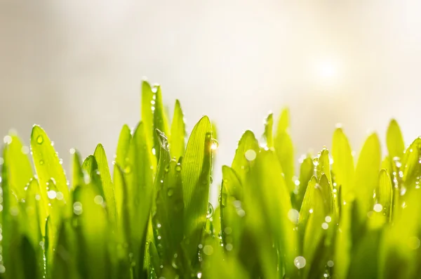 Rocía la hierba verde — Foto de Stock