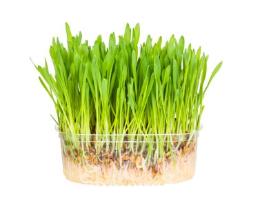 Buğday tohumu izole