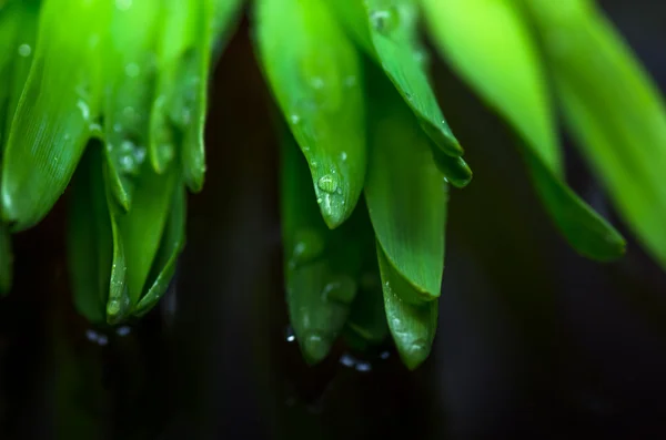 Fondo de hierba verde — Foto de Stock