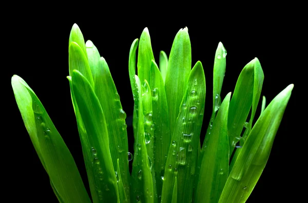 Dew στο πράσινο γρασίδι — Φωτογραφία Αρχείου
