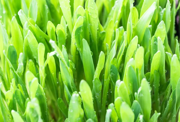 Green grass background — Stock Photo, Image