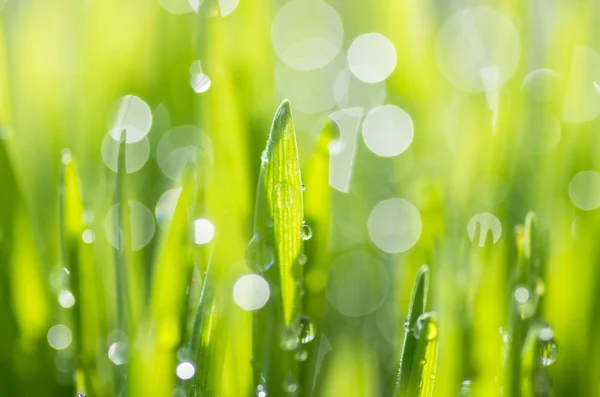 Grüner Hintergrund — Stockfoto