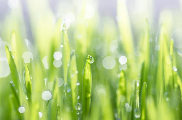 Green grass background — Stock Photo, Image