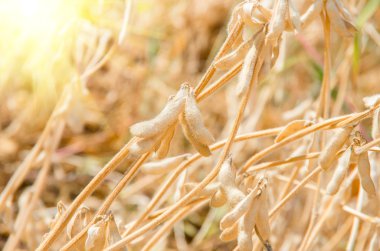 Hasat hazır soya ekili tarım alanı, organik tarım soya ekimi