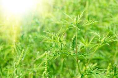Yeşil çim ragweed