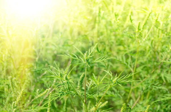 Yeşil çim ragweed — Stok fotoğraf