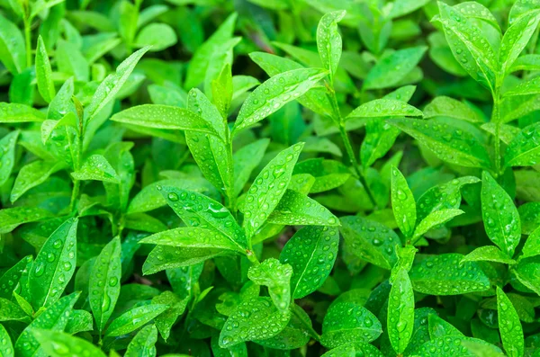 A zöld tea hajtások — Stock Fotó