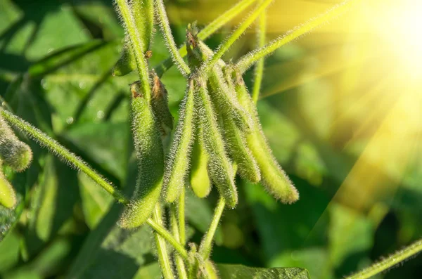 Cultivo de soja fundo — Fotografia de Stock