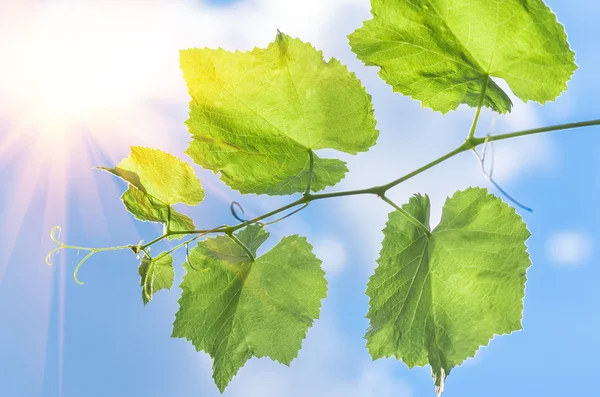 Hojas de uva fondo — Foto de Stock