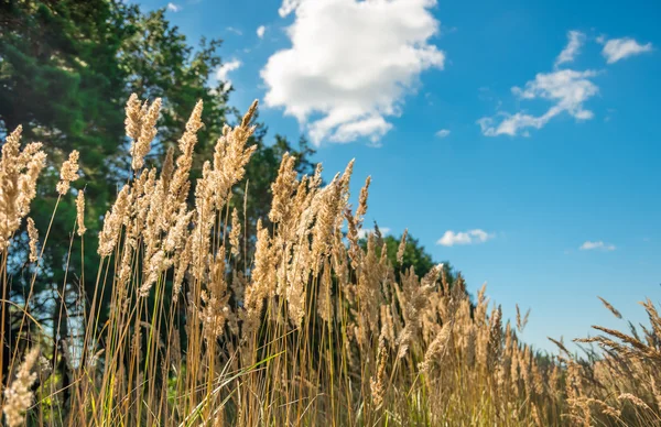 Beautiful yellow grass — Stock Photo, Image